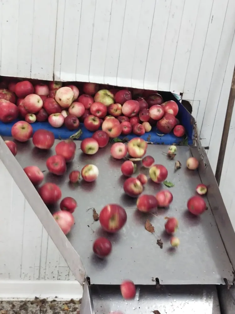Pommes déjà cueillies