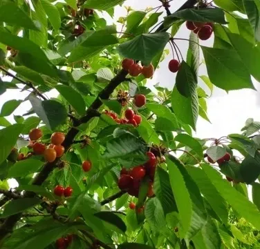 cuillette de pomme